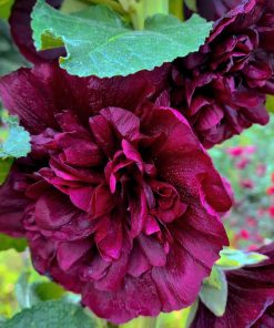 Alternative view of HT Hollyhock Chater's Deep Purple seeds 0.25g