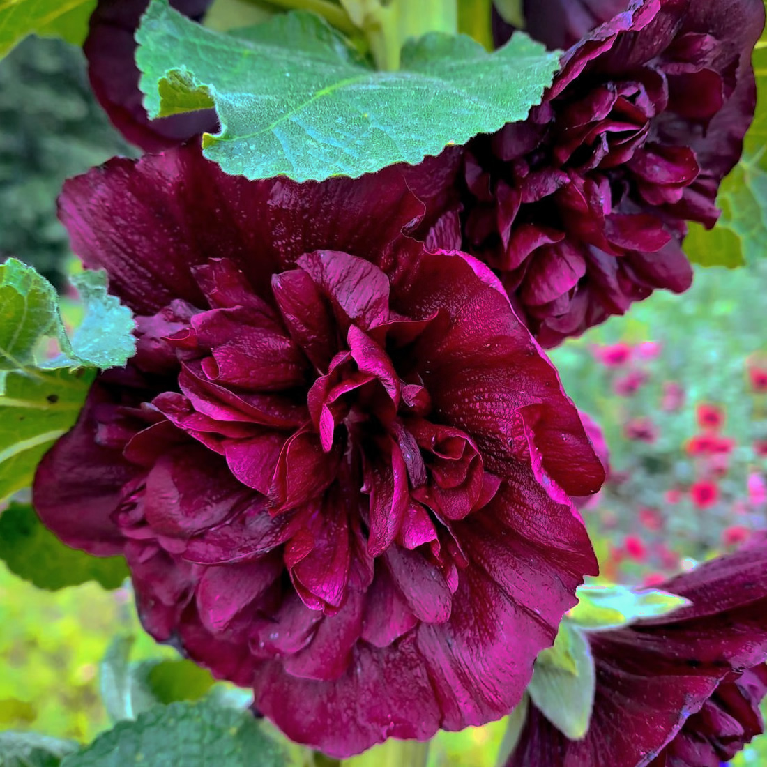 HT Hollyhock Chater's Deep Purple seeds 0.25g - Image 2