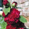 Hollyhock Majorette
