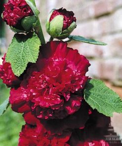 Hollyhock Majorette