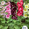 Hollyhock Indian Spring