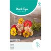 HT Zinnia Seeds Peppermint Stick 1g