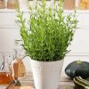 Hyssop Anise