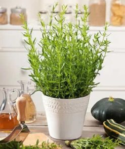 Hyssop Anise
