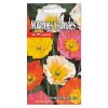iceland poppy windsong
