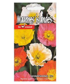 iceland poppy windsong