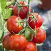 Tomato Pures Konservu