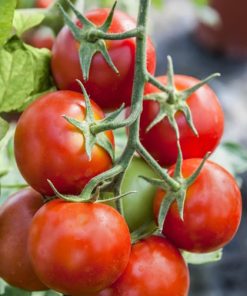 Tomato Pures Konservu