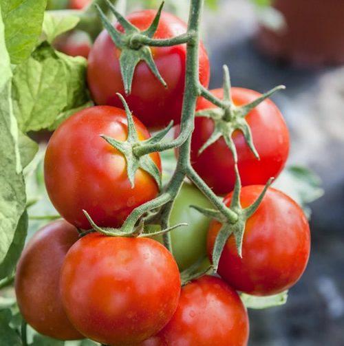Tomato Pures Konservu