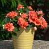 Impatiens Sthena F1 Orange