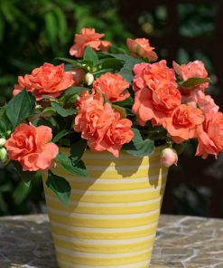 Impatiens Sthena F1 Orange