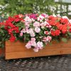 Impatiens Athena Formula