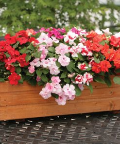 Impatiens Athena Formula