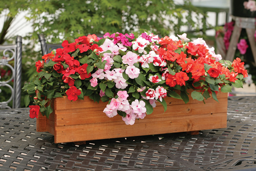 Impatiens Athena Formula