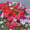 Impatiens Seeds Colour Parade F2
