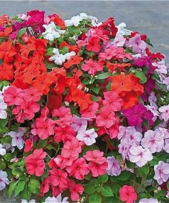 Impatiens Seeds Colour Parade F2