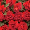 Impatiens Seeds Double Fanciful Red