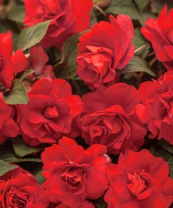 Impatiens Seeds Double Fanciful Red