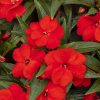 Impatiens Seeds Accent F1 Scarlet