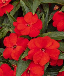 Impatiens Seeds Accent F1 Scarlet