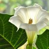 Datura Indian Thornapple