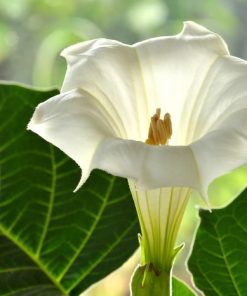 Datura Indian Thornapple
