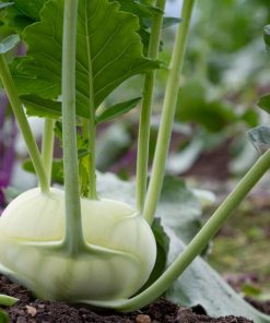 Kohlrabi Wener Whitte