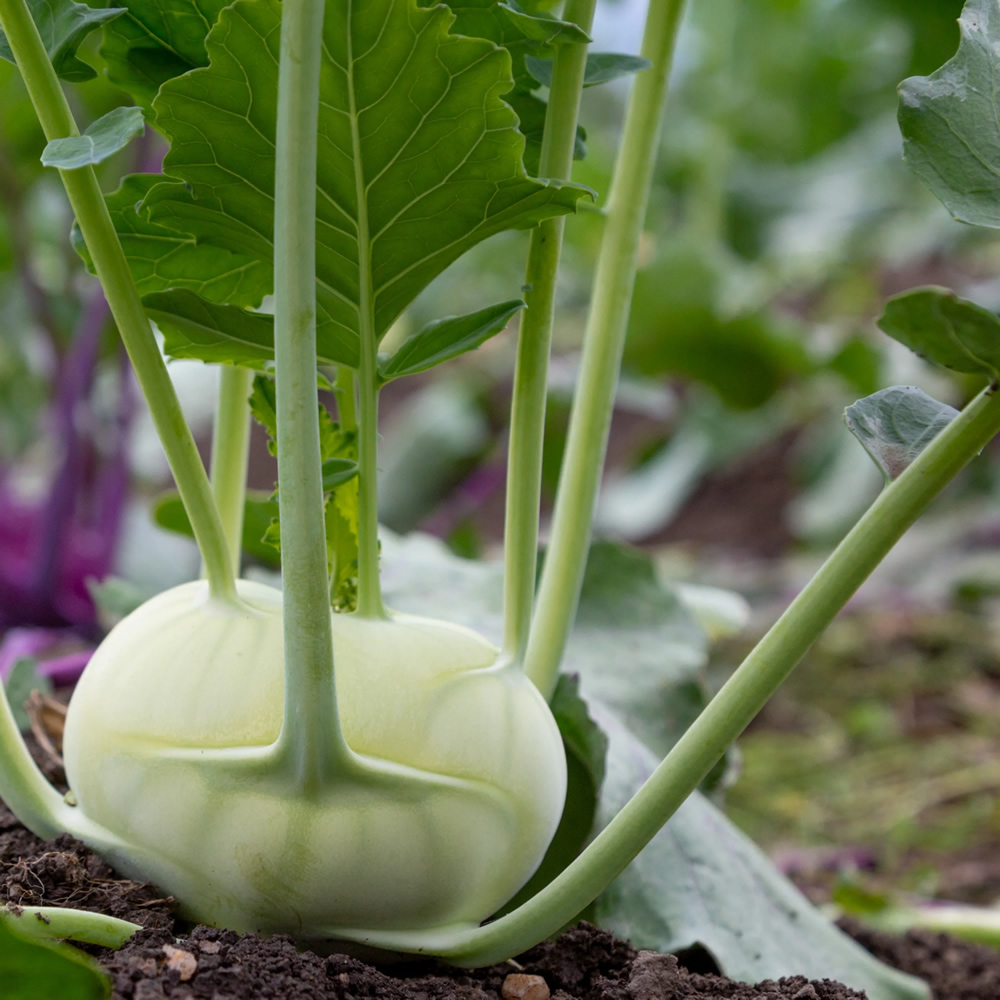 Kohlrabi Wener Whitte