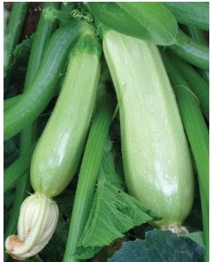Marrow Top Kapi F1