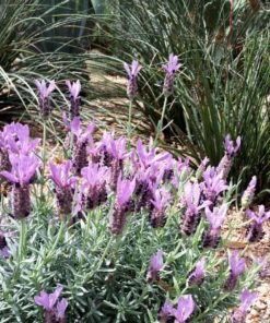 Lavender Little Bee