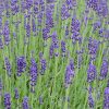 Lavender English
