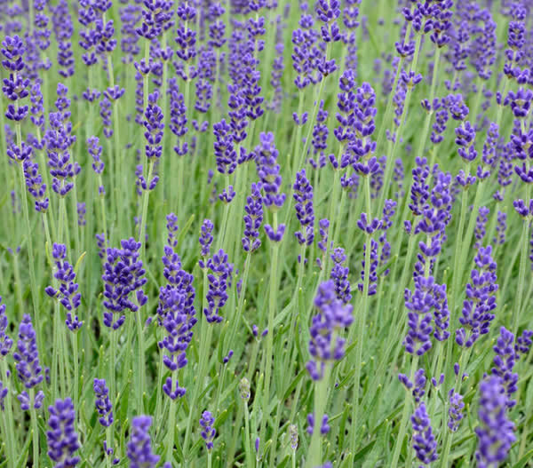 Lavender English