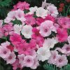 Lavatera Mixed
