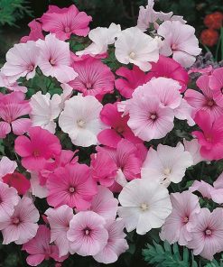 Lavatera Mixed
