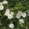 Daisy Lawn English Daisy