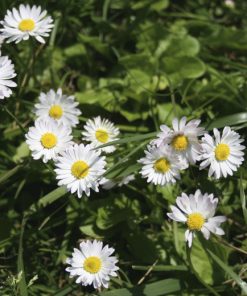 Daisy Lawn English Daisy