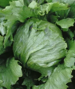 Lettuce Iceberg Lettuce Times