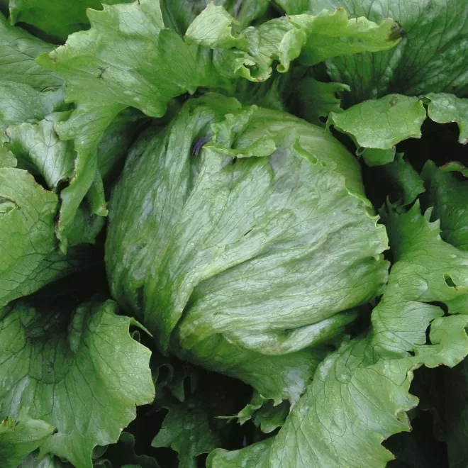 Lettuce Iceberg Lettuce Times