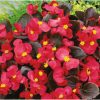 Begonia (Wax Begonia) Broumov F1