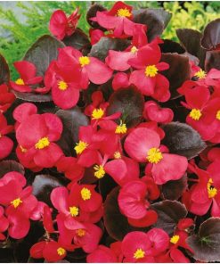 Begonia (Wax Begonia) Broumov F1