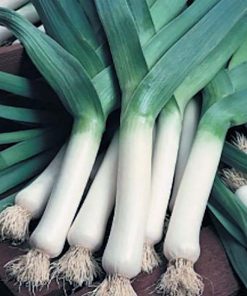 Leek De Carentan2