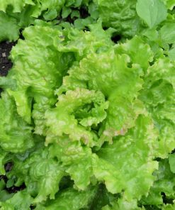 Lettuce Australische Gele