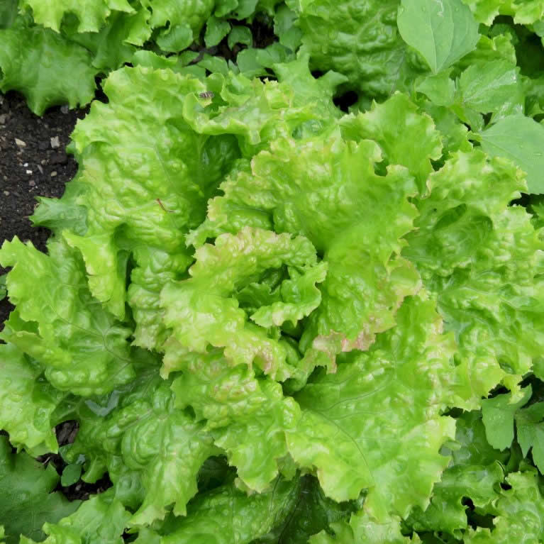 Lettuce Australische Gele