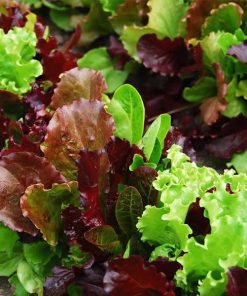 Baby Leaf Lettuce Mix Seeds 2g