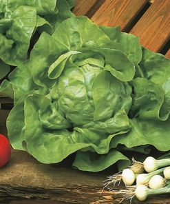 Lettuce Meikoningin