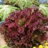 lettuce rosela