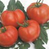 Tomato Lillargo