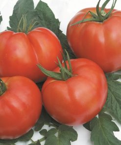 Tomato Lillargo