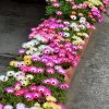 Daisy Livingstone Daisy Mixed