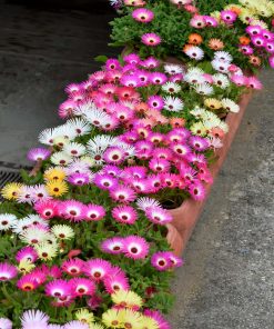Daisy Livingstone Daisy Mixed